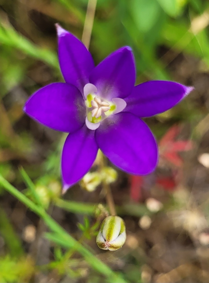 Brodiaea elegans subsp. hooveri photo 6