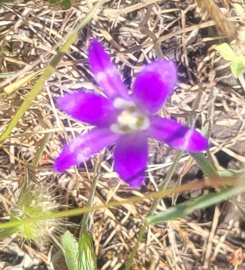 Brodiaea elegans subsp. hooveri photo 7