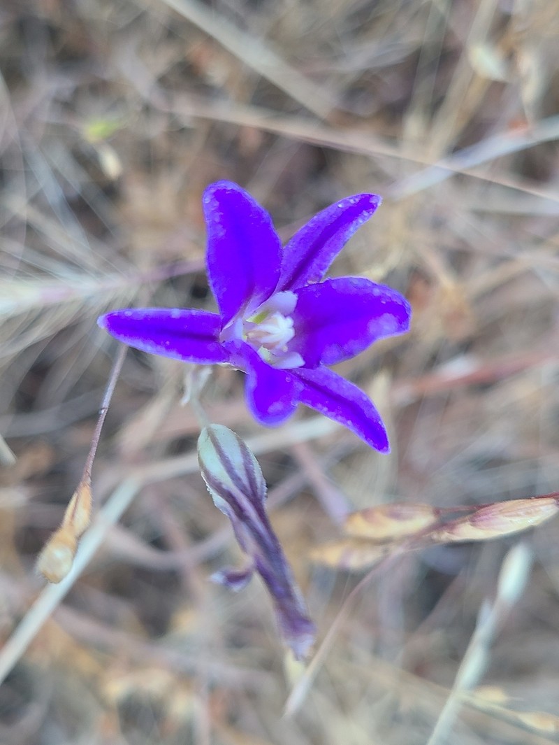 Brodiaea elegans subsp. hooveri photo 8