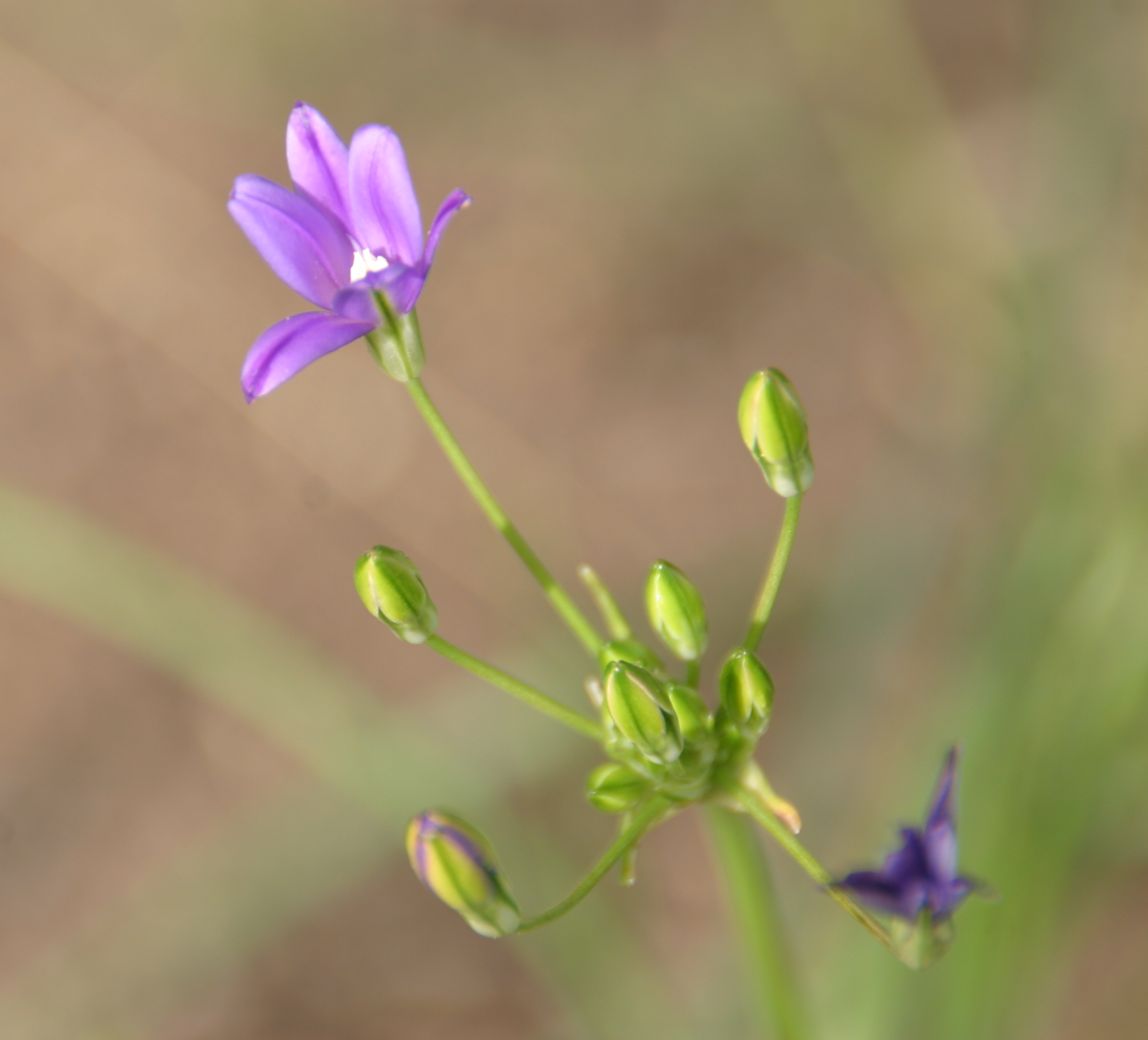 Threadleaf Brodiaea photo 2