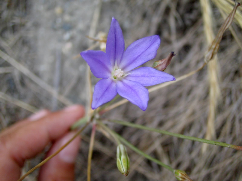 Threadleaf Brodiaea