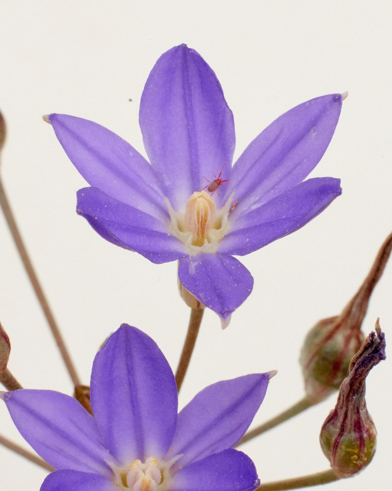Threadleaf Brodiaea photo 4