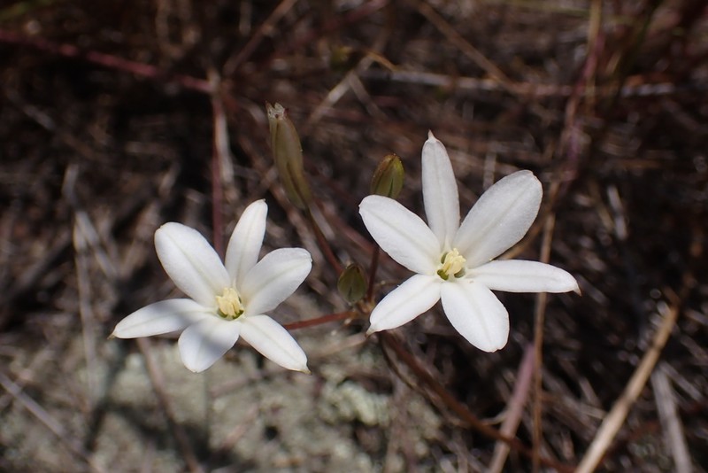 Threadleaf Brodiaea photo 5