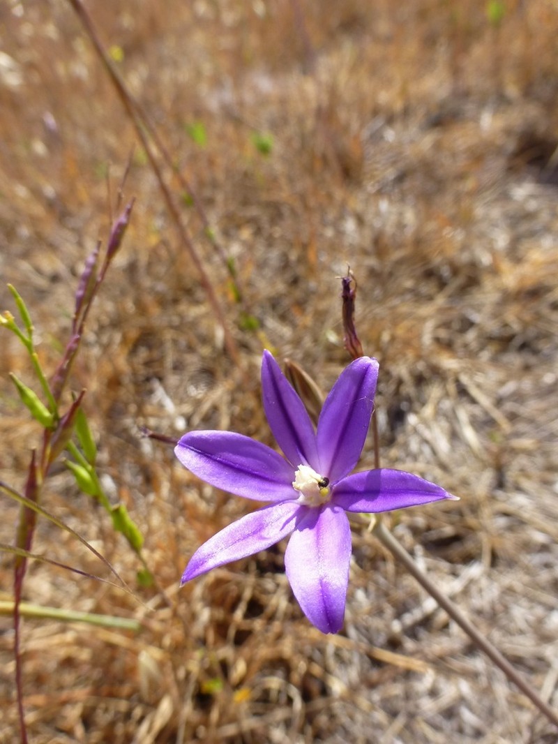 Threadleaf Brodiaea photo 6
