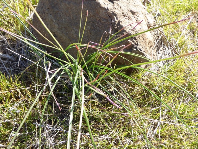 Threadleaf Brodiaea photo 7