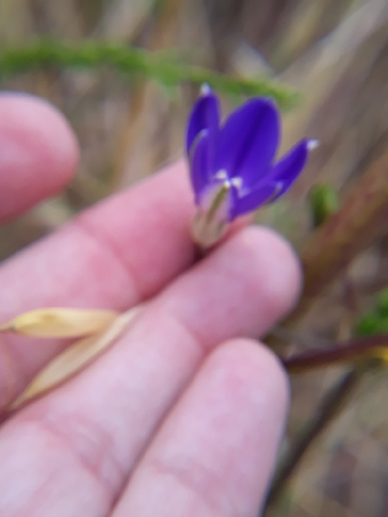 Threadleaf Brodiaea photo 8