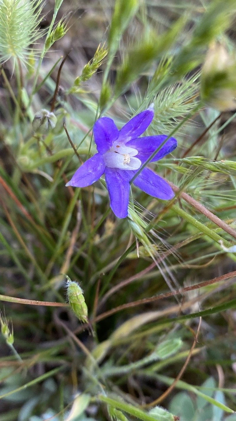 Kaweah Brodiaea