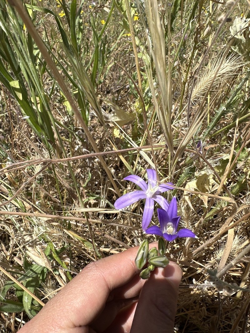 Kaweah Brodiaea photo 2