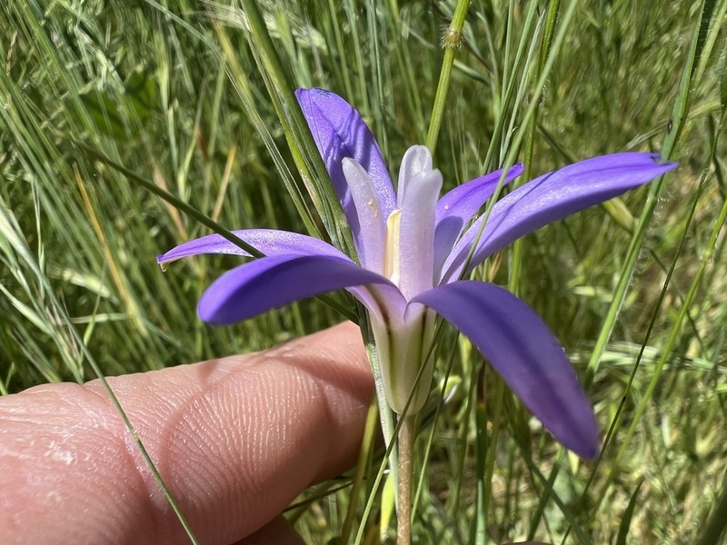 Kaweah Brodiaea photo 3