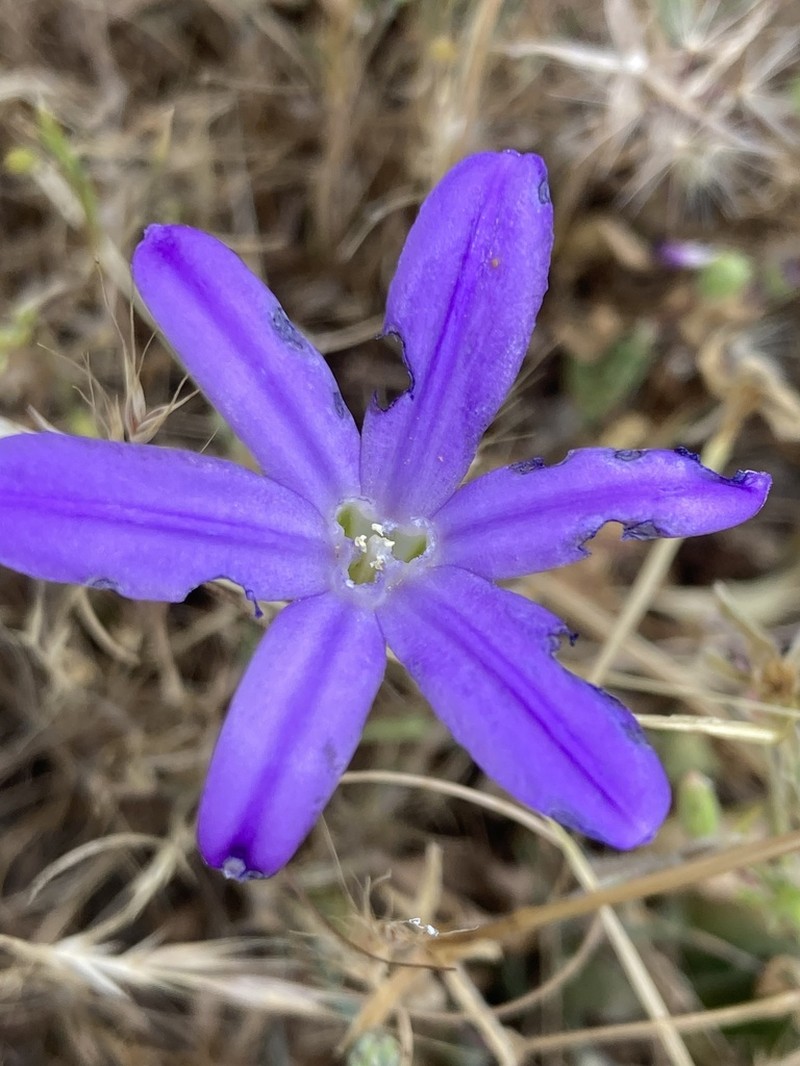 Kaweah Brodiaea photo 4