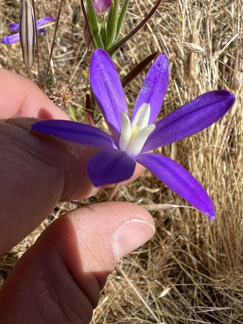 Kaweah Brodiaea photo 5
