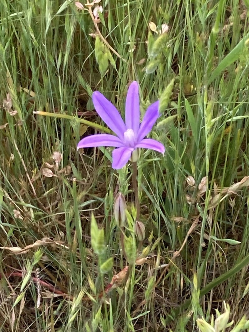 Kaweah Brodiaea photo 6