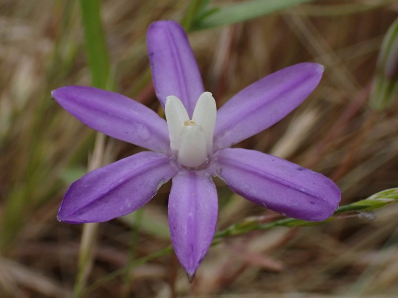 Kaweah Brodiaea photo 7