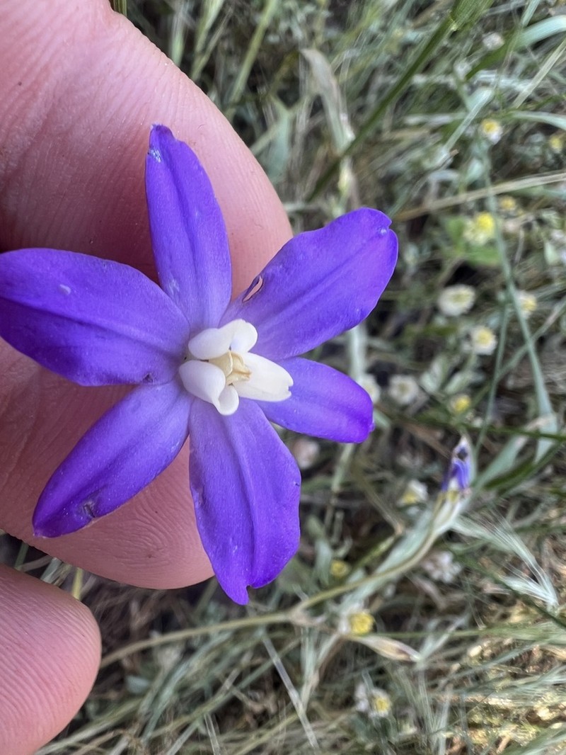 Kaweah Brodiaea photo 8
