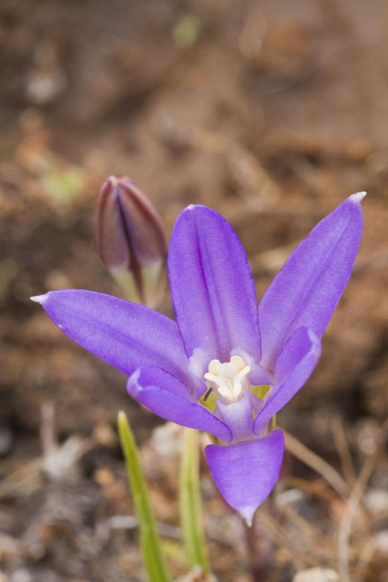 Chaparral Brodiaea