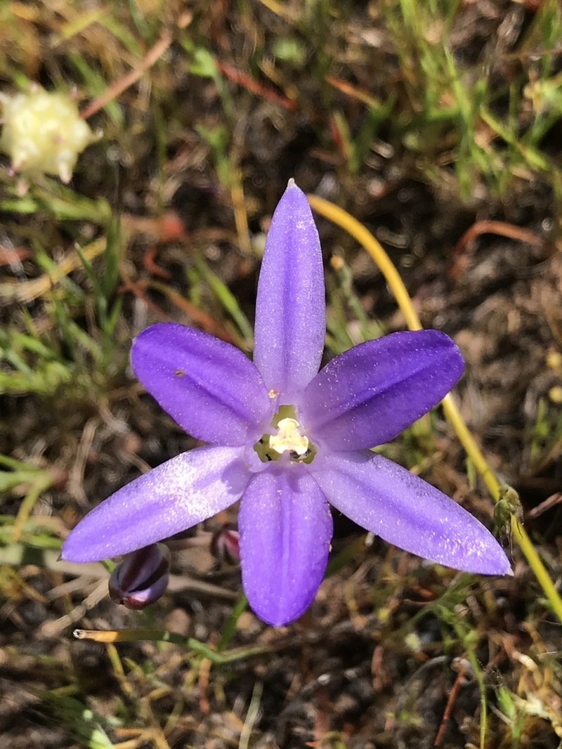 Chaparral Brodiaea photo 2