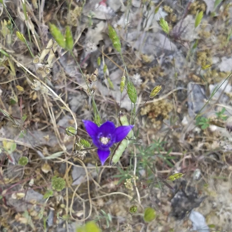 Chaparral Brodiaea photo 3