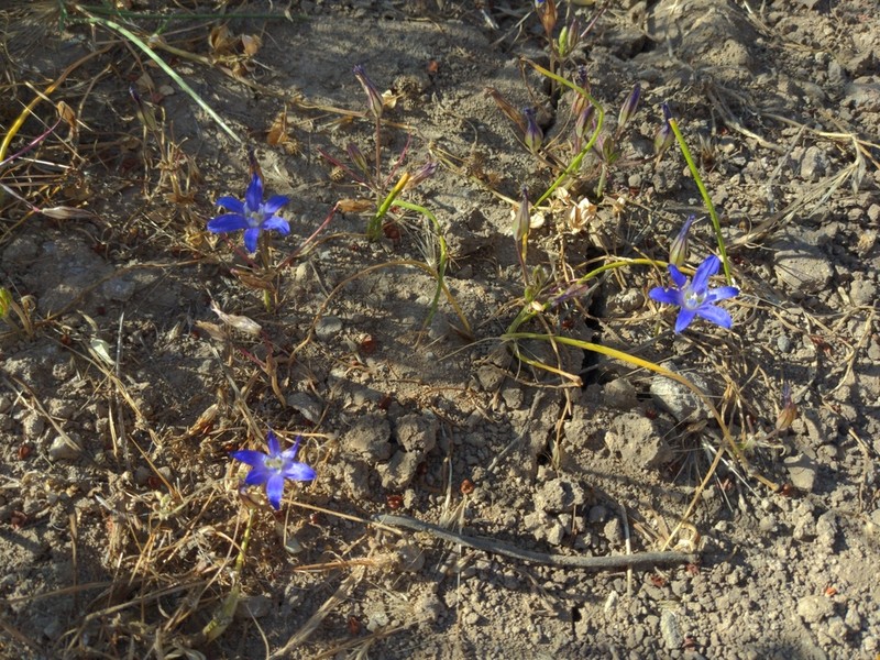 Chaparral Brodiaea photo 4