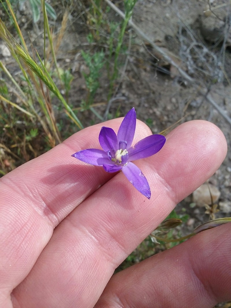 Chaparral Brodiaea photo 5