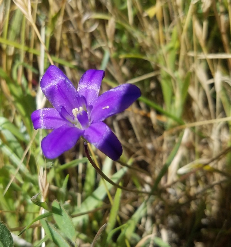 Chaparral Brodiaea photo 6