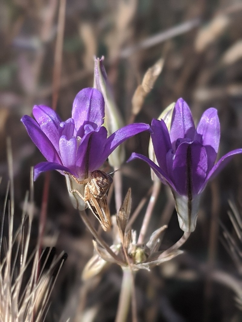 Chaparral Brodiaea photo 7