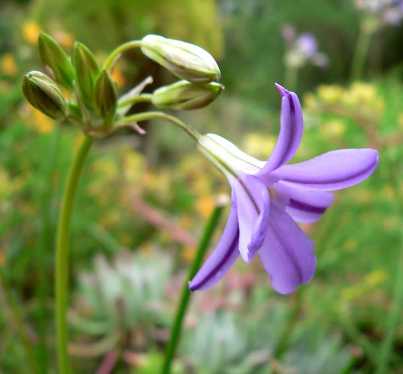 San Clemente Island Brodiaea