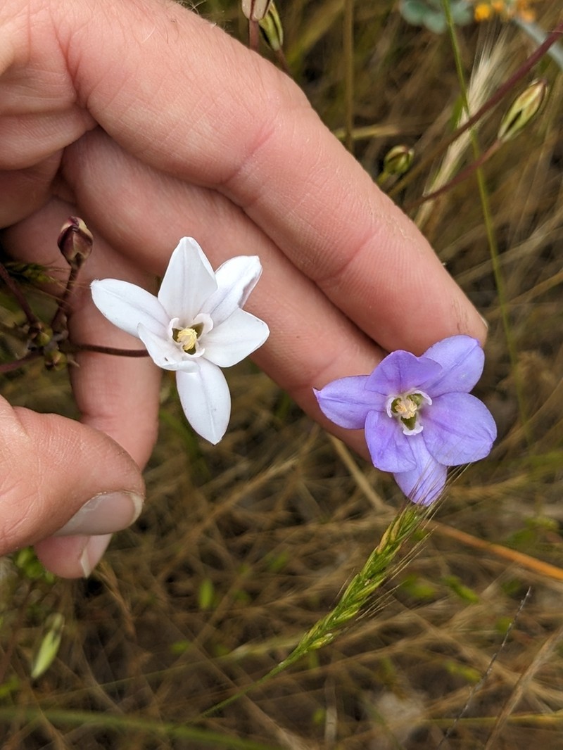 San Clemente Island Brodiaea photo 2