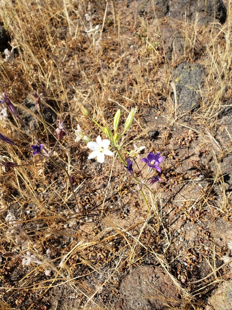San Clemente Island Brodiaea photo 3