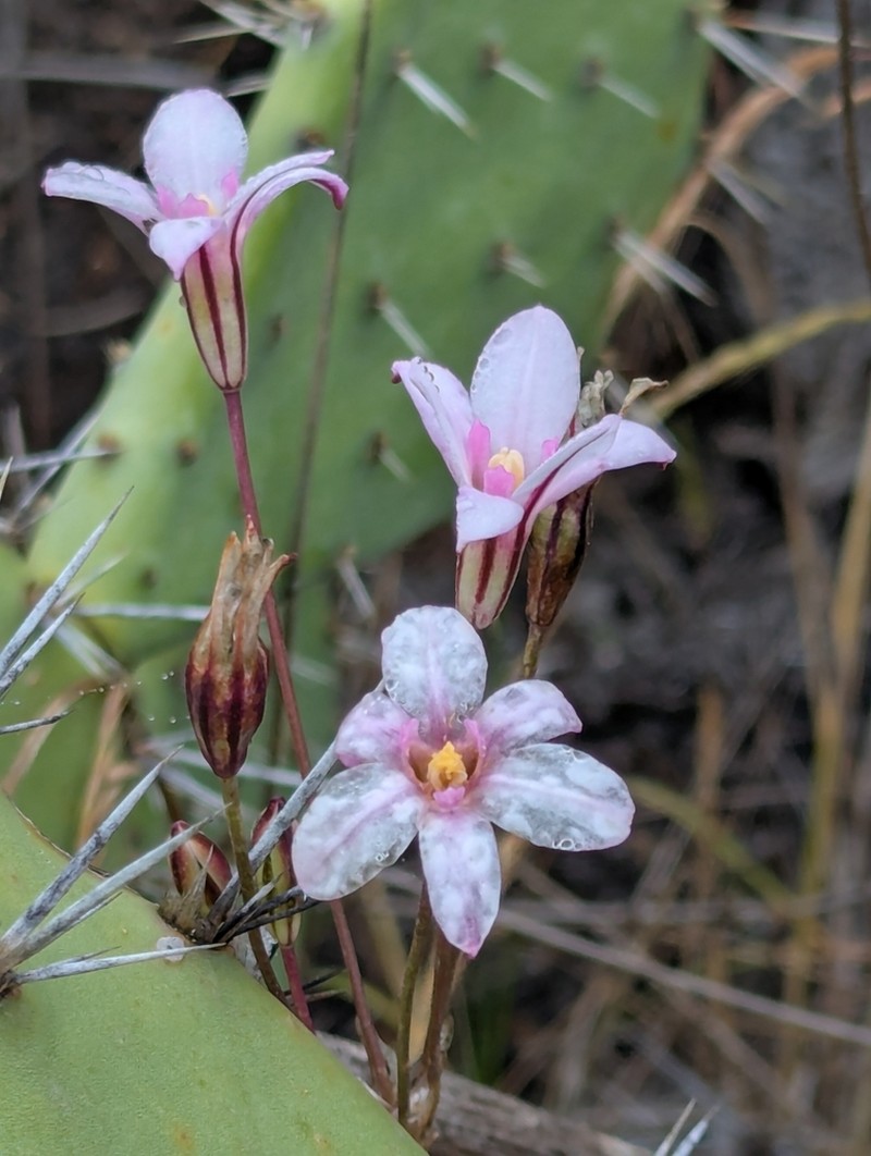 San Clemente Island Brodiaea photo 4
