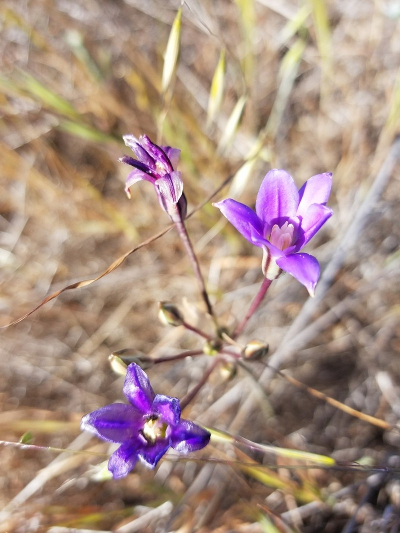 San Clemente Island Brodiaea photo 5