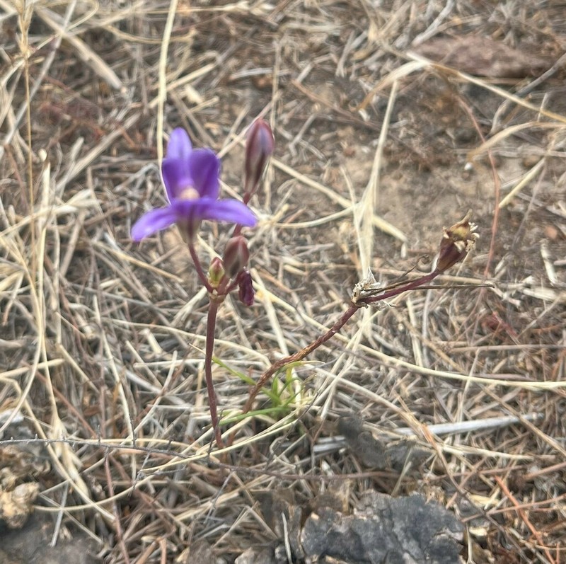 San Clemente Island Brodiaea photo 6