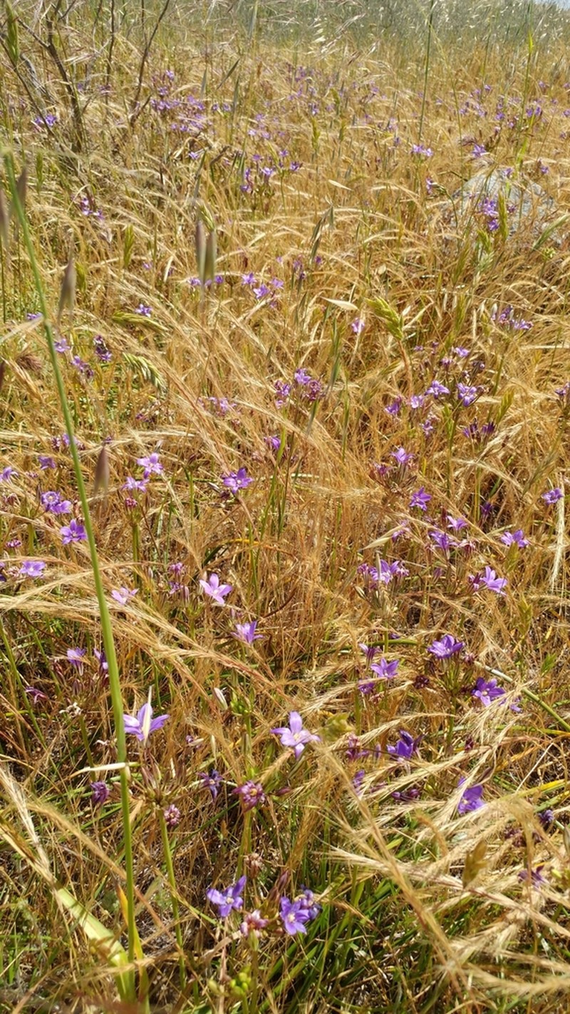 San Clemente Island Brodiaea photo 7