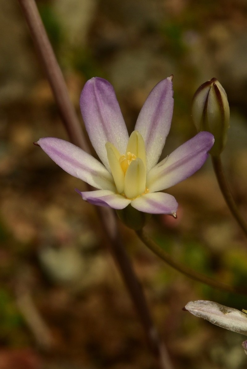 Matson's Brodiaea