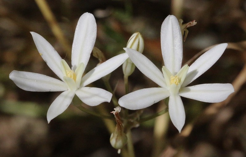 Matson's Brodiaea photo 2