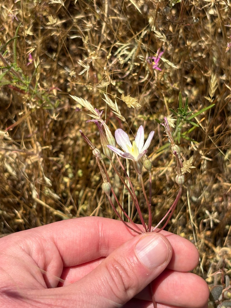 Matson's Brodiaea photo 3