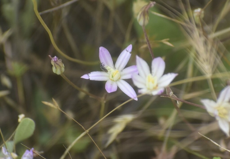 Matson's Brodiaea photo 4