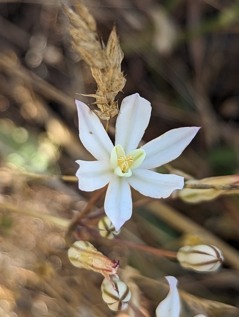 Matson's Brodiaea photo 5