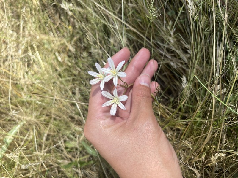 Matson's Brodiaea photo 6