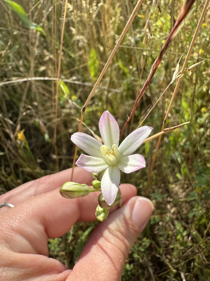 Matson's Brodiaea photo 7