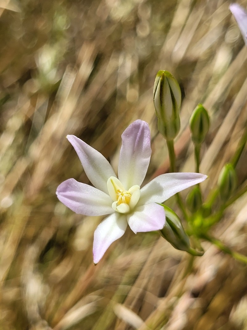 Matson's Brodiaea photo 8
