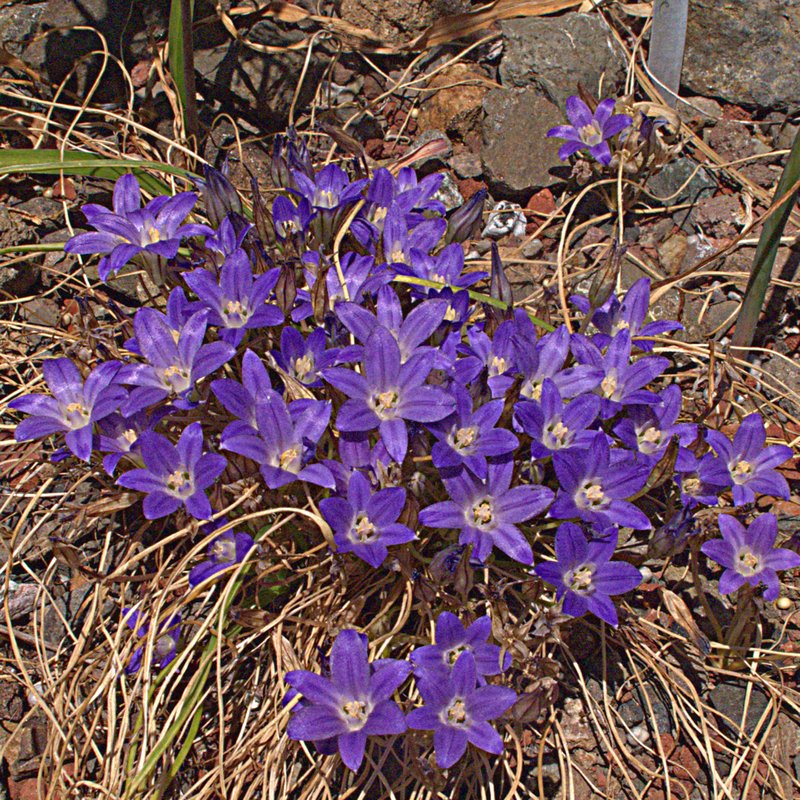Sierra Brodiaea