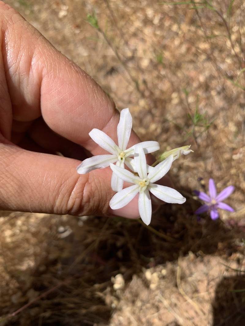 Sierra Brodiaea photo 2