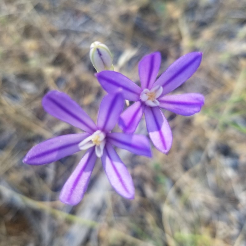 Sierra Brodiaea photo 3