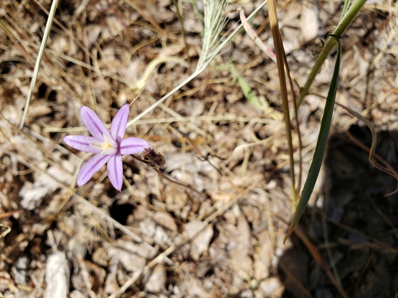 Sierra Brodiaea photo 4
