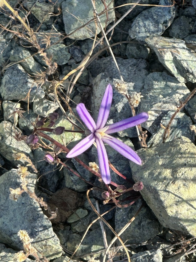 Sierra Brodiaea photo 5