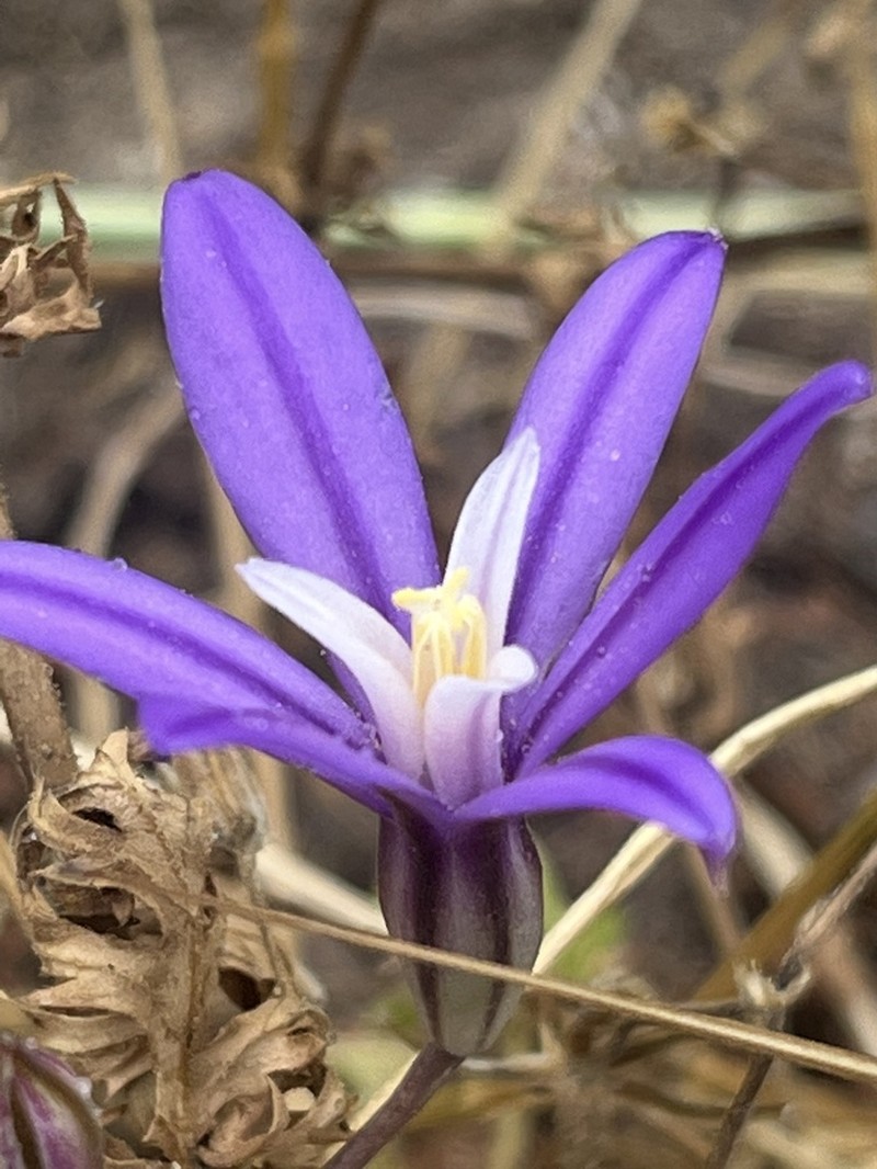 Sierra Brodiaea photo 6
