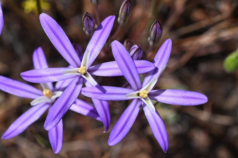 Sierra Brodiaea photo 7