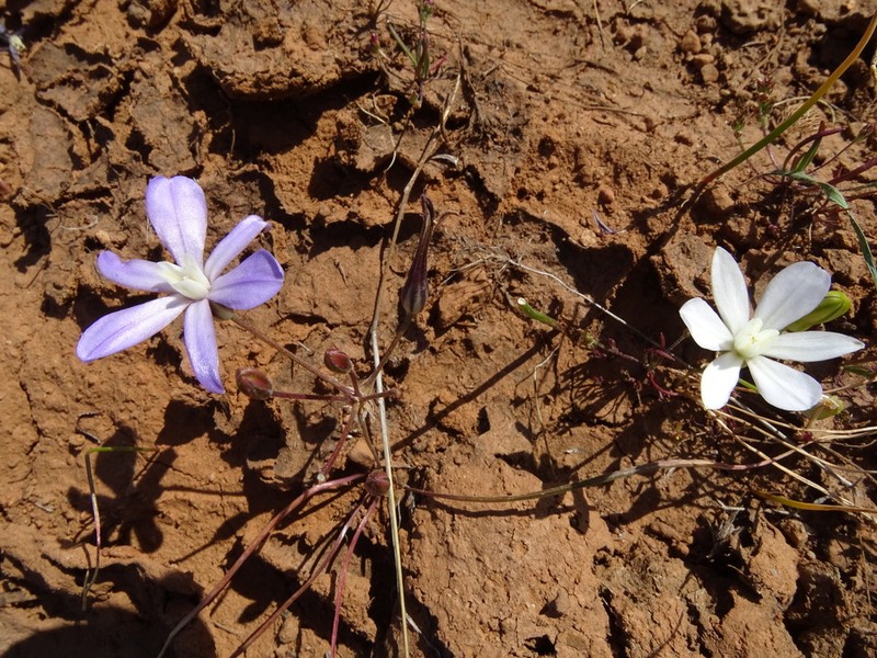 Vernalpool Brodiaea