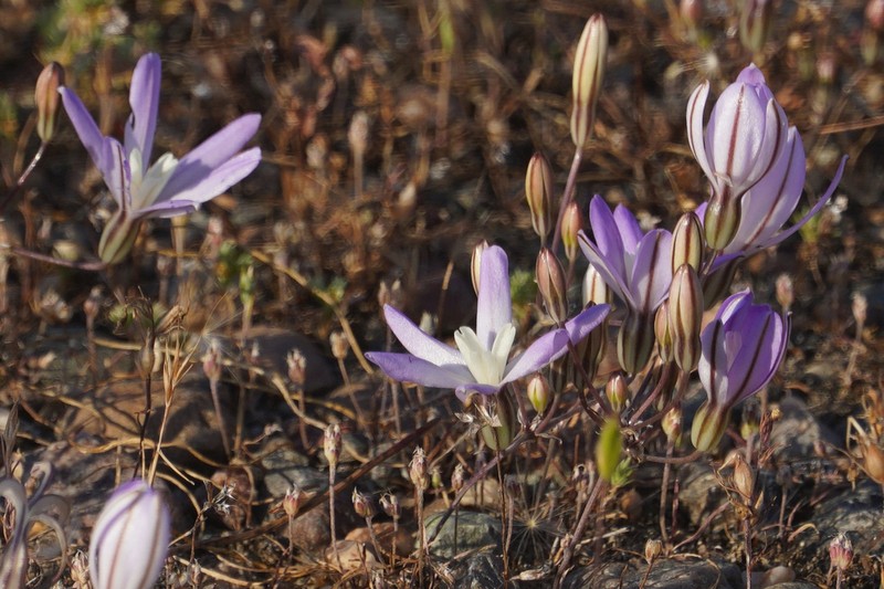 Vernalpool Brodiaea photo 2