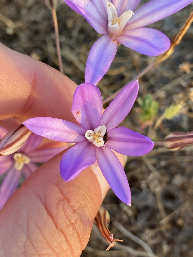 Vernalpool Brodiaea photo 3